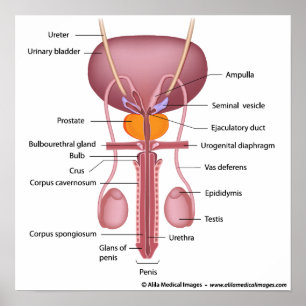 Male reproductive organs, dorsal view, labelled poster