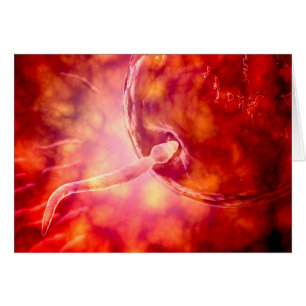 Male Reproductive Sperm Entering The Egg