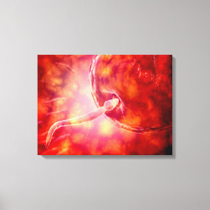 Male Reproductive Sperm Entering The Egg Canvas Print