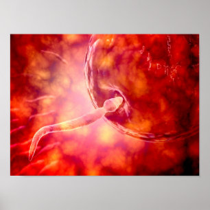 Male Reproductive Sperm Entering The Egg Poster