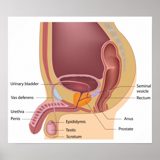 Male Reproductive System Poster Uk 7614