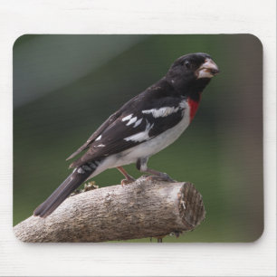 Male Rose-Breasted Grosbeak Mouse Mat
