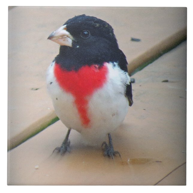Male Rose-breasted Grosbeak Tile (Front)