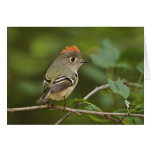 Male Ruby-crowned Kinglet, Regulus calendula