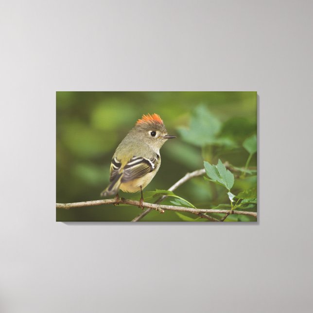 Male Ruby-crowned Kinglet, Regulus calendula Canvas Print (Front)