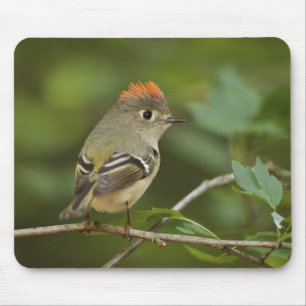Male Ruby-crowned Kinglet, Regulus calendula Mouse Mat