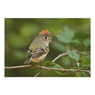 Male Ruby-crowned Kinglet, Regulus calendula Photo Print