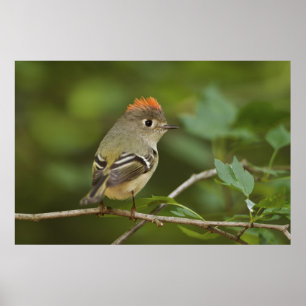 Male Ruby-crowned Kinglet, Regulus calendula Poster
