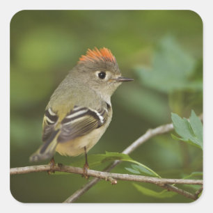 Male Ruby-crowned Kinglet, Regulus calendula Square Sticker