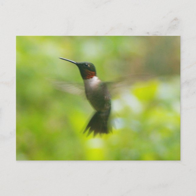 Male Ruby Throat Hummingbird postcard (Front)