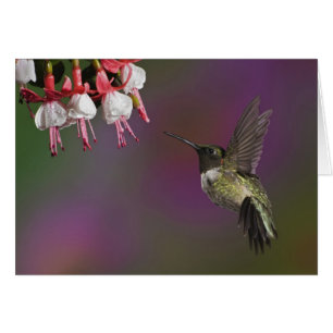 Male Ruby throated Hummingbird