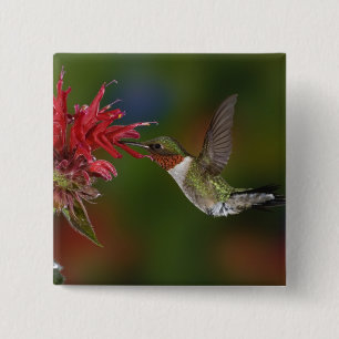 Male Ruby-throated Hummingbird 15 Cm Square Badge