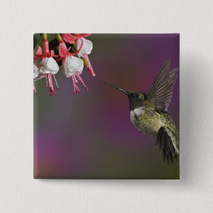 Male Ruby throated Hummingbird 15 Cm Square Badge
