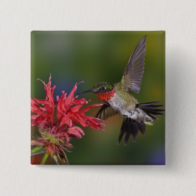 Male Ruby-throated Hummingbird 15 Cm Square Badge (Front)