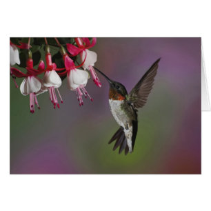 Male Ruby throated Hummingbird, Archilochus