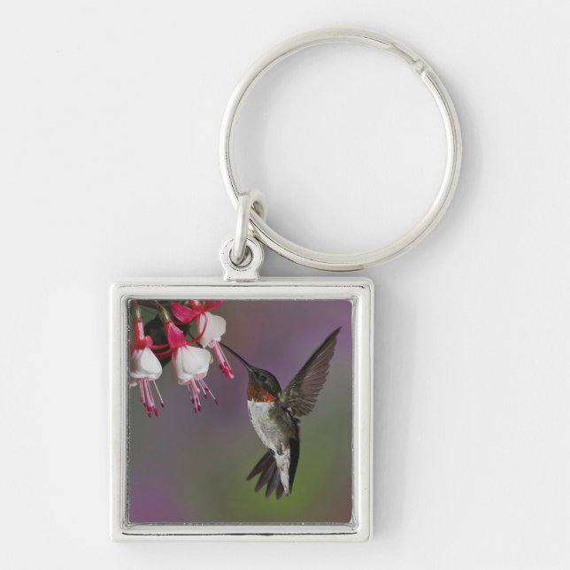 Male Ruby throated Hummingbird, Archilochus Key Ring (Front)