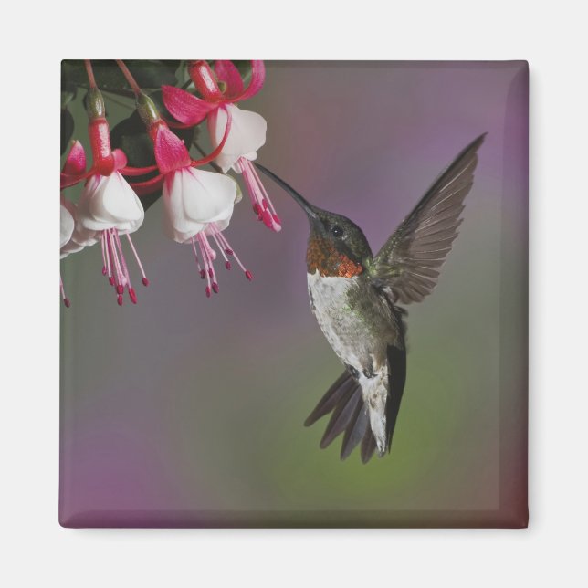 Male Ruby throated Hummingbird, Archilochus Magnet (Front)