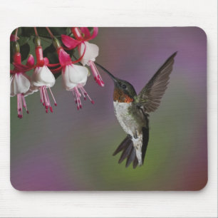 Male Ruby throated Hummingbird, Archilochus Mouse Mat