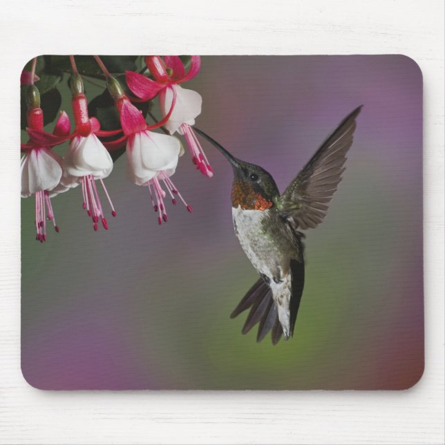 Male Ruby throated Hummingbird, Archilochus Mouse Mat (Front)