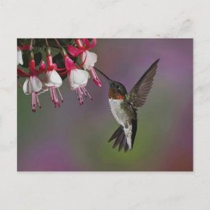 Male Ruby throated Hummingbird, Archilochus Postcard