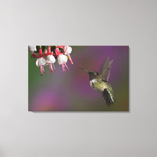 Male Ruby throated Hummingbird Canvas Print