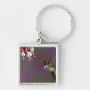 Male Ruby throated Hummingbird Key Ring