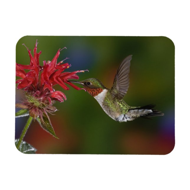Male Ruby-throated Hummingbird Magnet (Horizontal)
