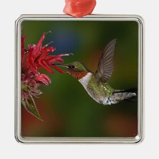 Male Ruby-throated Hummingbird Metal Tree Decoration (Front)