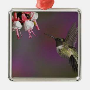 Male Ruby throated Hummingbird Metal Tree Decoration
