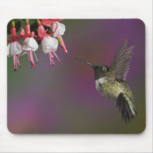 Male Ruby throated Hummingbird Mouse Mat