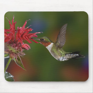 Male Ruby-throated Hummingbird Mouse Mat