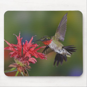 Male Ruby-throated Hummingbird Mouse Mat