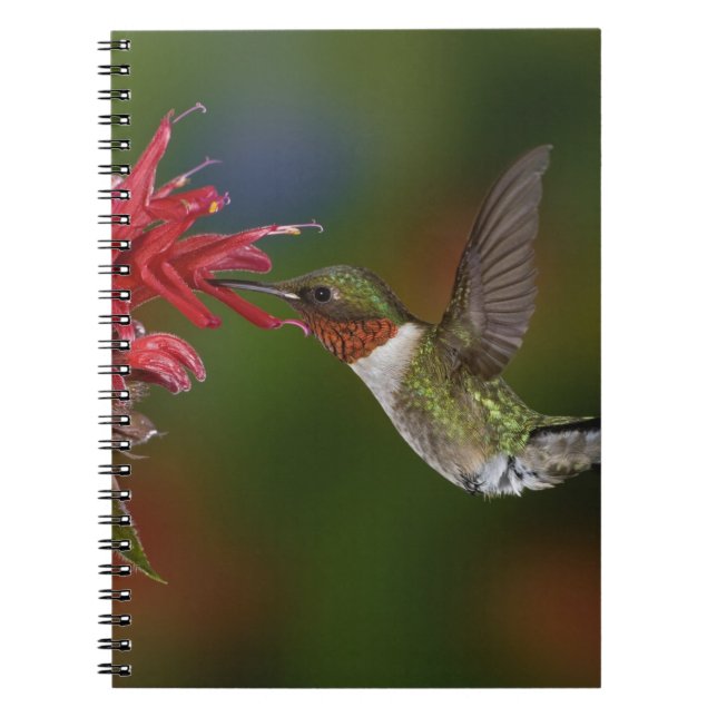 Male Ruby-throated Hummingbird Notebook (Front)