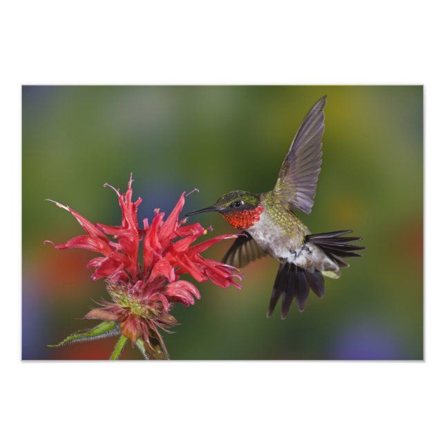 Male Ruby-throated Hummingbird Photo Print (Front)