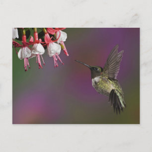 Male Ruby throated Hummingbird Postcard