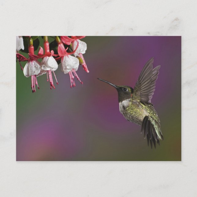 Male Ruby throated Hummingbird Postcard (Front)