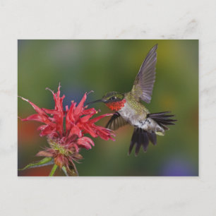 Male Ruby-throated Hummingbird Postcard