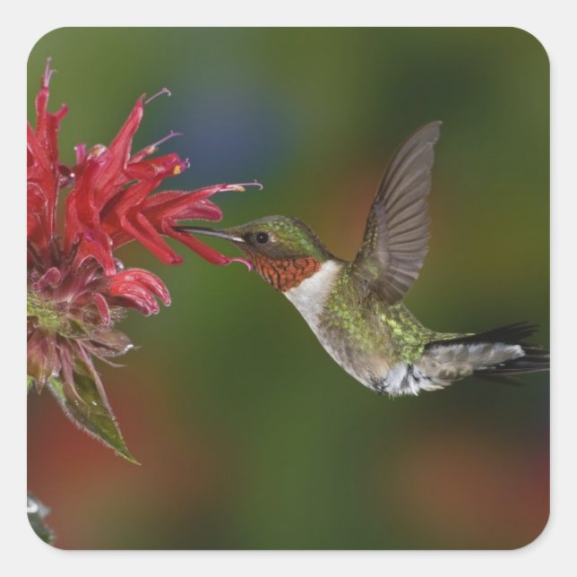 Male Ruby-throated Hummingbird Square Sticker (Front)