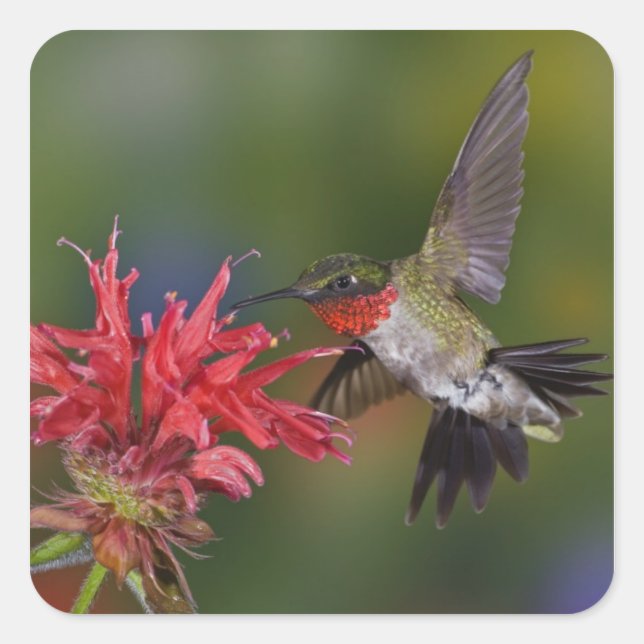 Male Ruby-throated Hummingbird Square Sticker (Front)