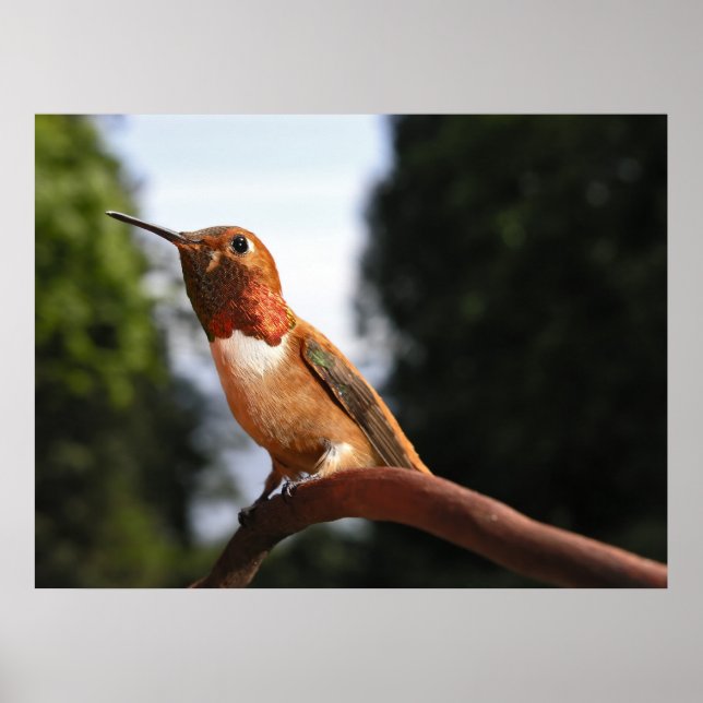 Male Rufous Hummingbird - Fine Art Prints (Front)