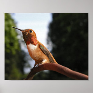 Male Rufous Hummingbird - Fine Art Prints