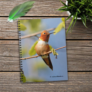 Male Rufous Hummingbird in the Summer Sun Notebook