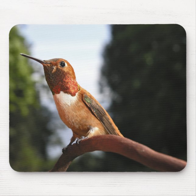 Male Rufous Hummingbird - Mousepad (Front)