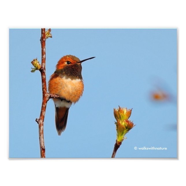 Male Rufous Hummingbird Poses for the Lens Photo Print (Front)
