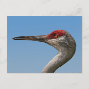 Male Sandhill Crane Postcard
