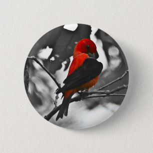 Male Scarlet Tanager 6 Cm Round Badge