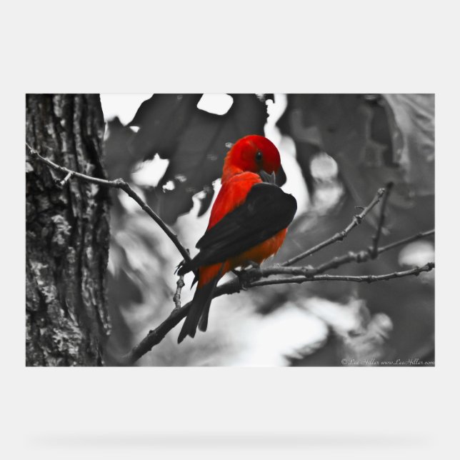 Male Scarlet Tanager Acrylic Sign (Front)