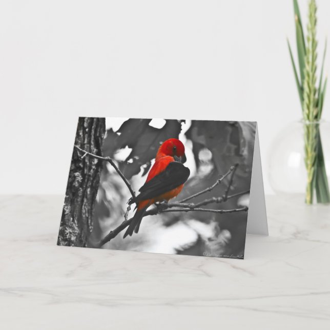 Male Scarlet Tanager Card (Front)