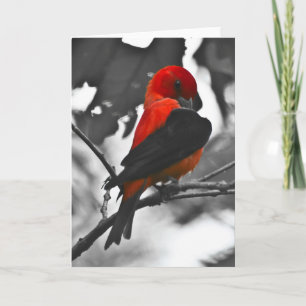 Male Scarlet Tanager Card