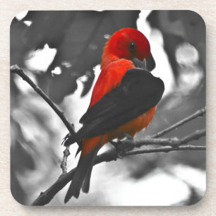 Male Scarlet Tanager Coaster